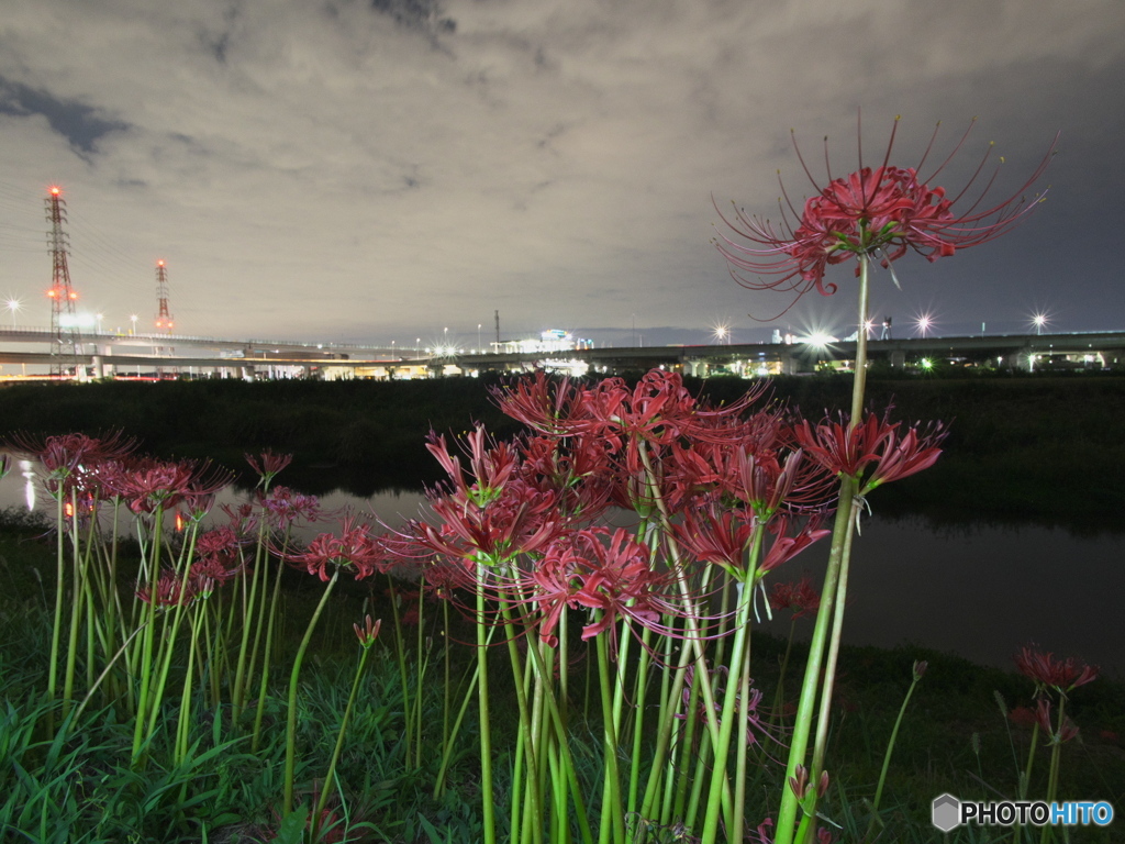 花夜景