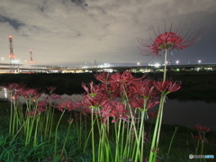 花夜景