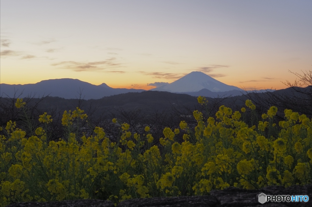 夕富士の見える花畑