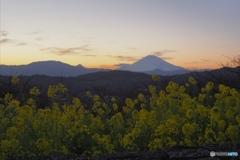 夕富士の見える花畑