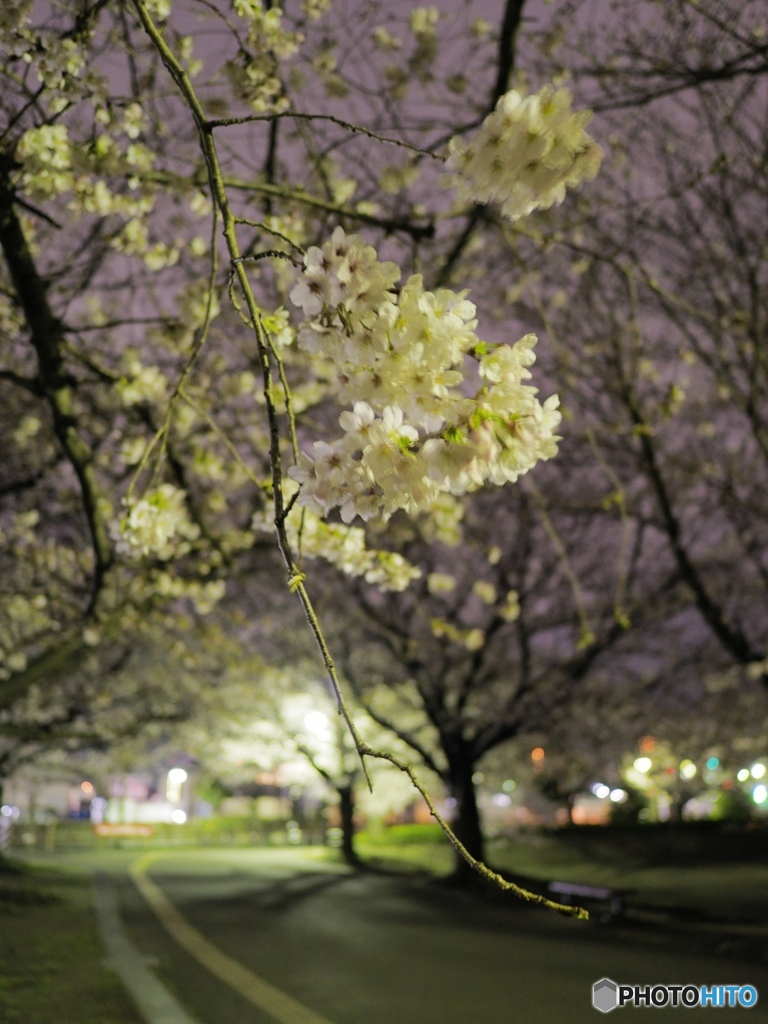 夜桜