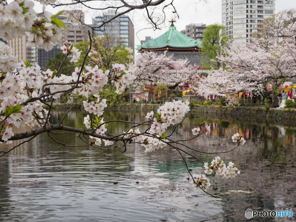 蓮池の桜