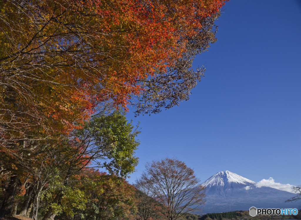紅葉