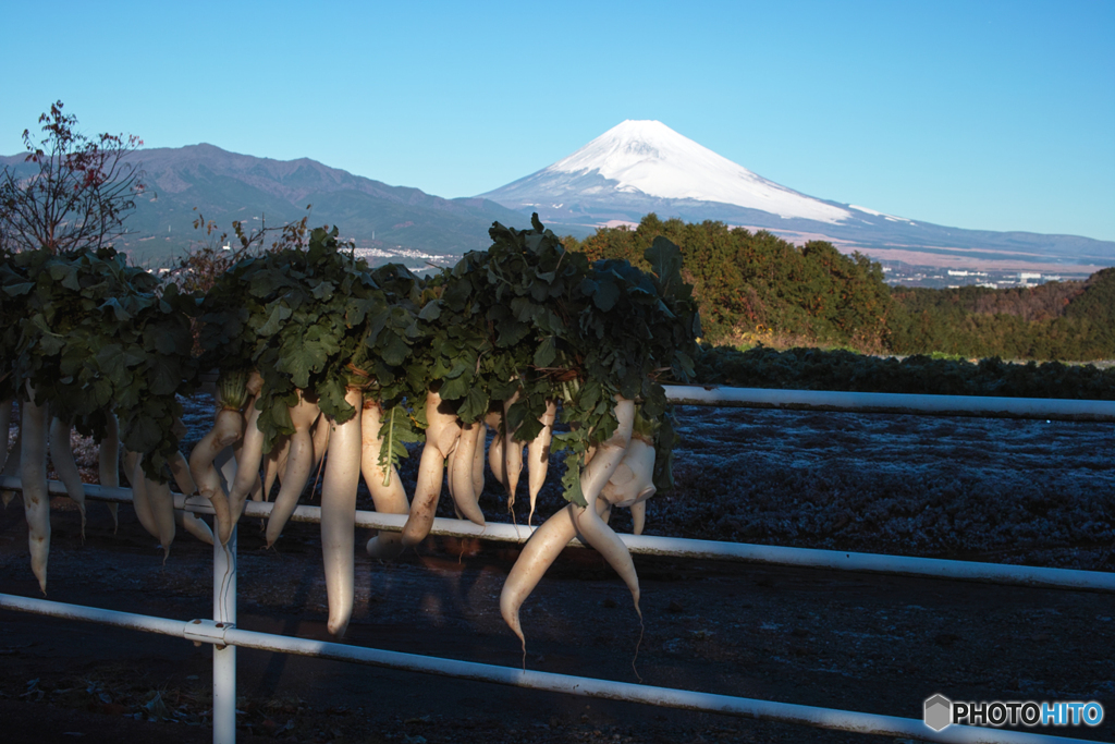 不揃いの大根達