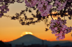 夕桜