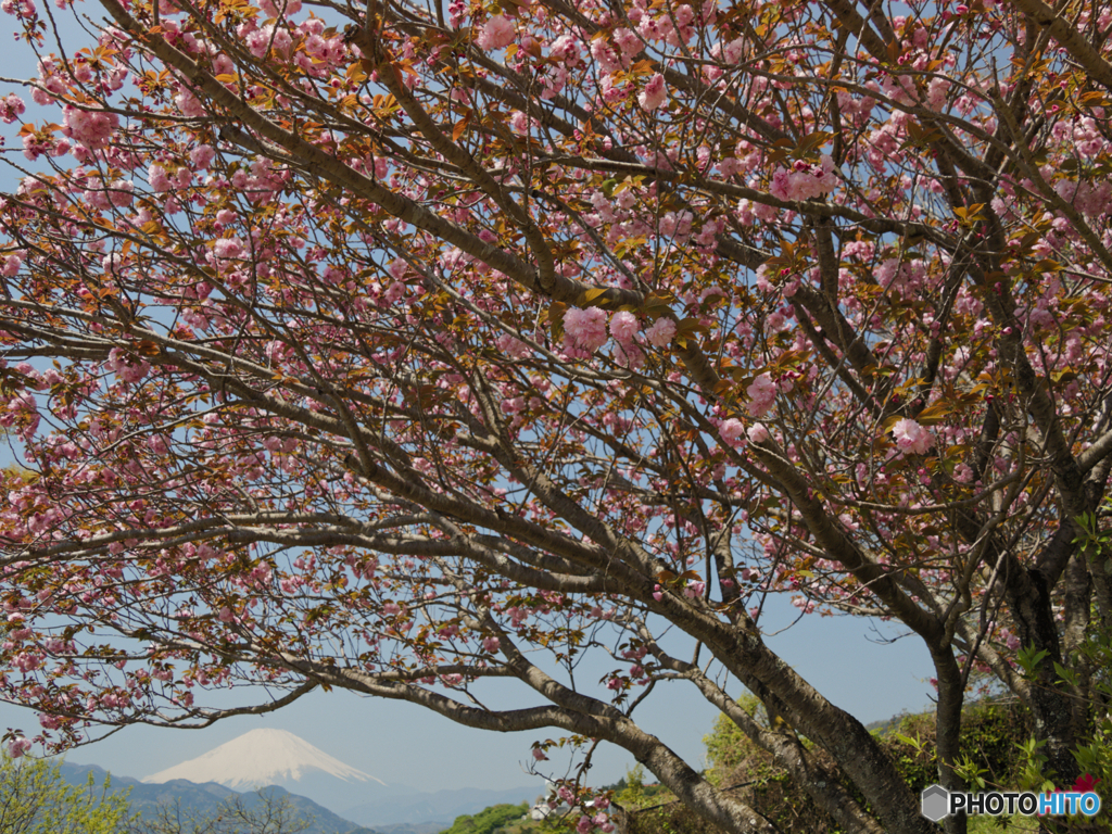 八重桜