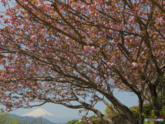 八重桜
