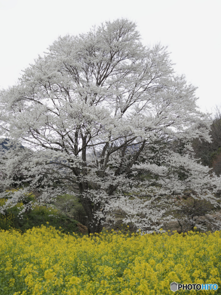 淡墨桜