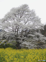 淡墨桜