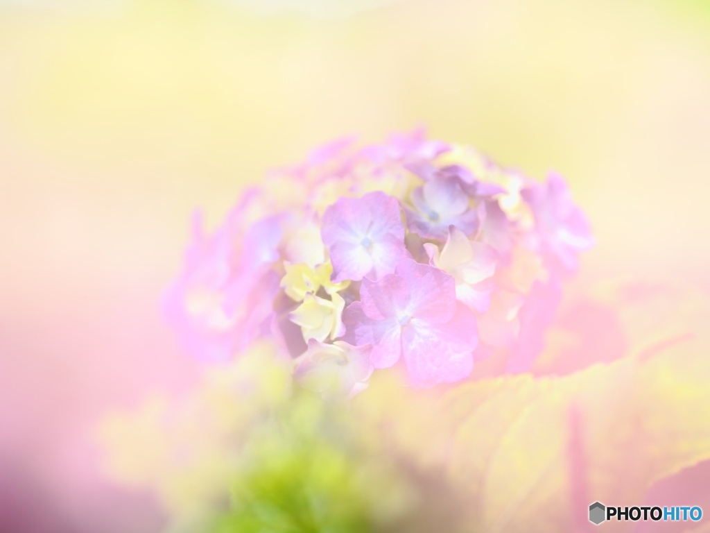 カラフル紫陽花