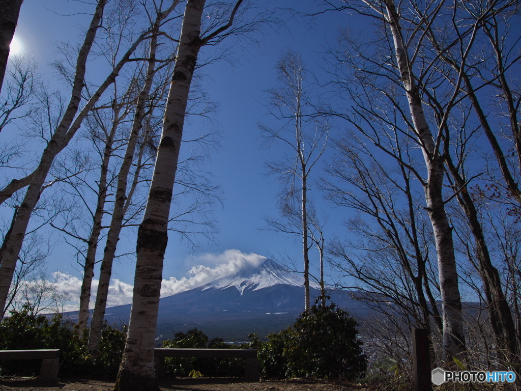 白樺がある風景
