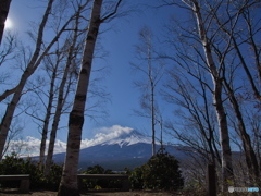 白樺がある風景