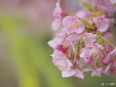 河津桜