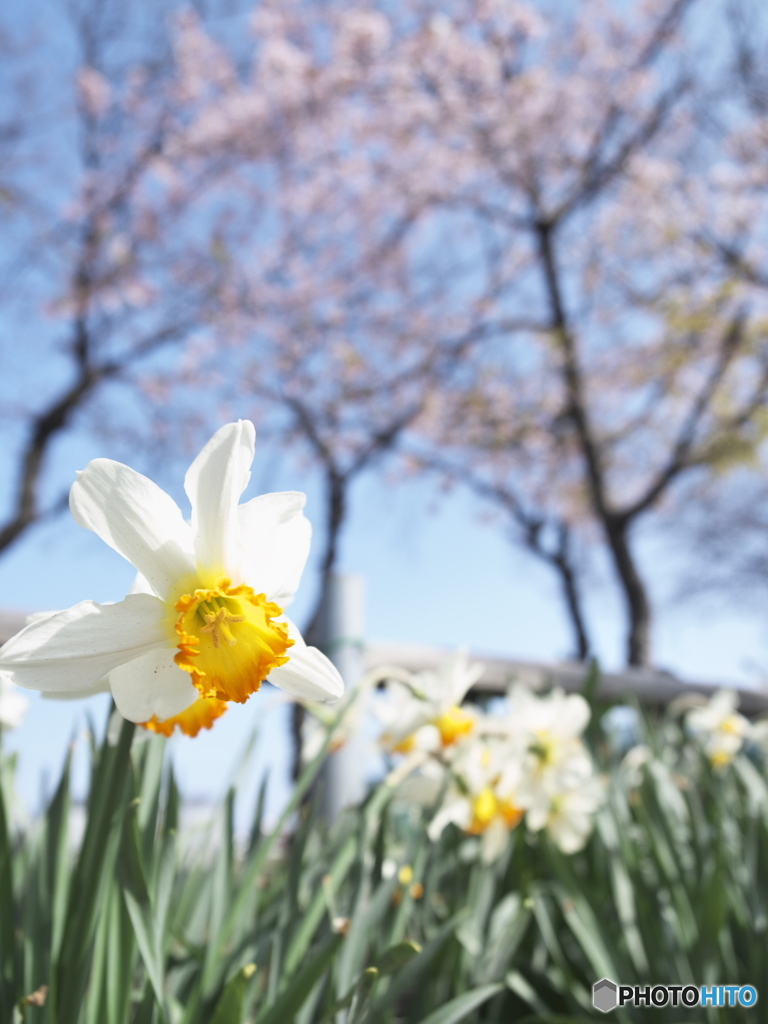 ラッパと桜