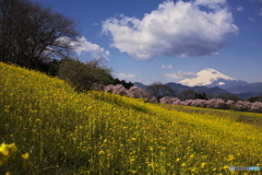 菜の花園