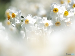 日に向かいし白き花
