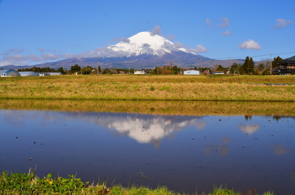 春景　水田