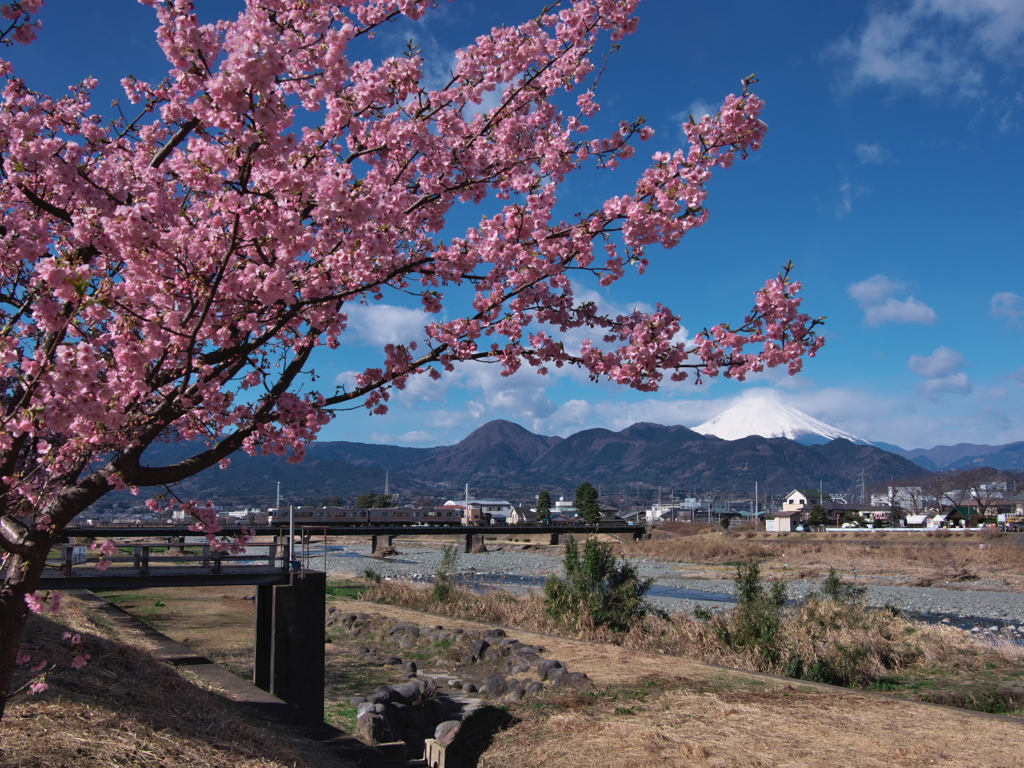 桜が見た景色