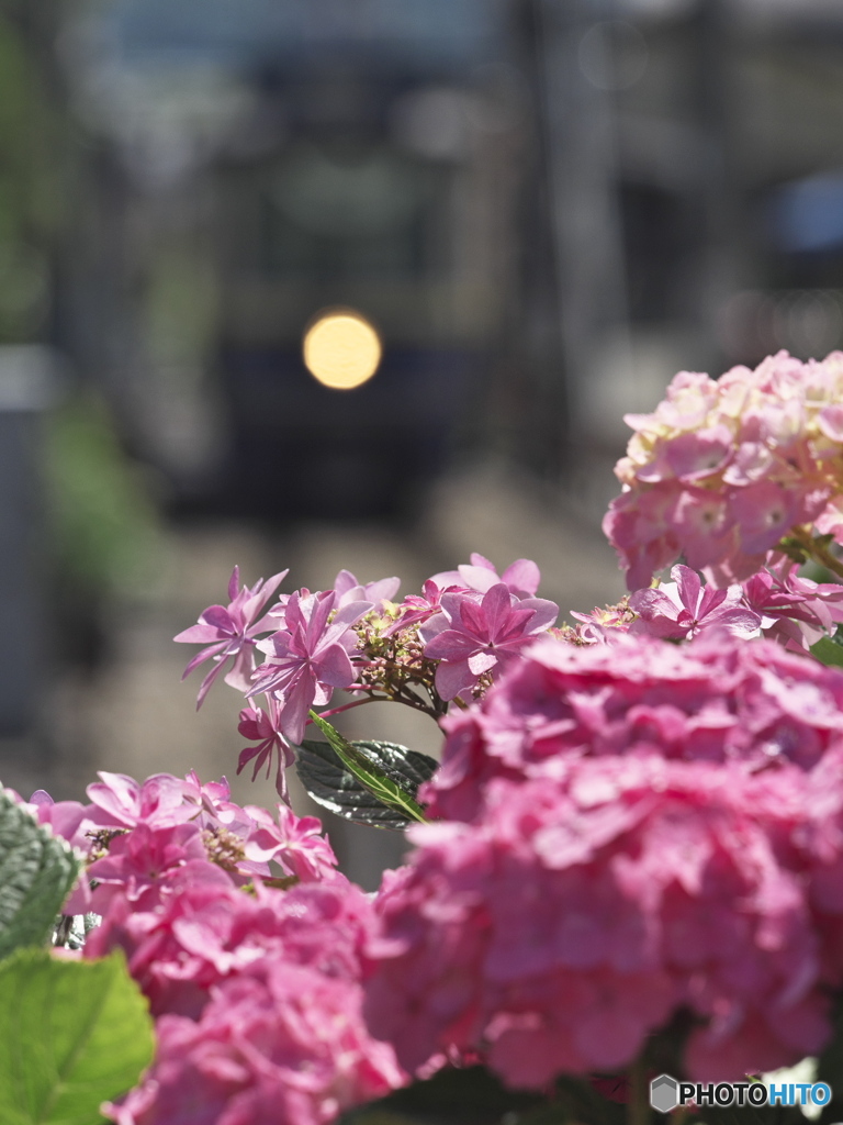 紫陽花と軌道車両