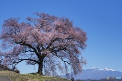 遠き地の春