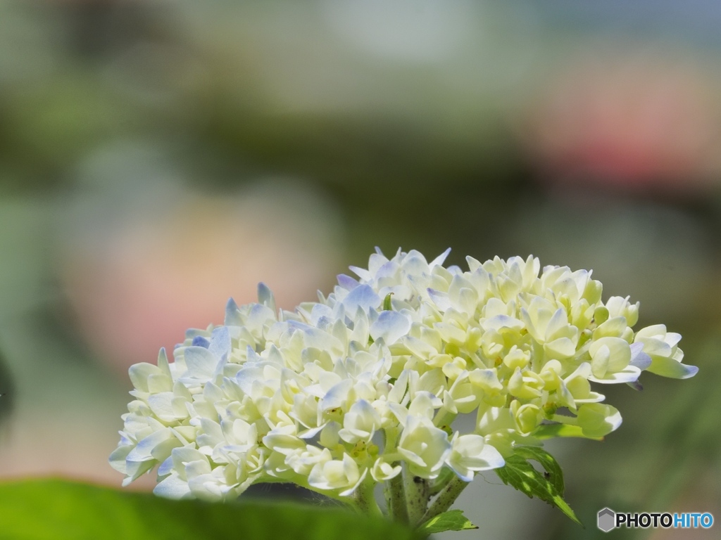もう紫陽花