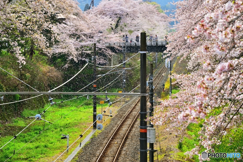 桜吹雪