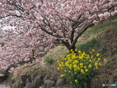 ハルメキ桜