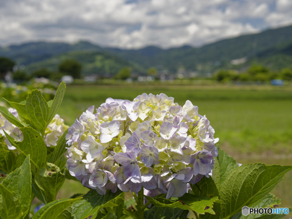 あじさいの里