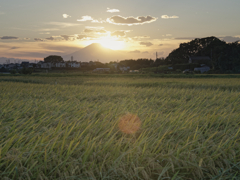 稲穂の輝き