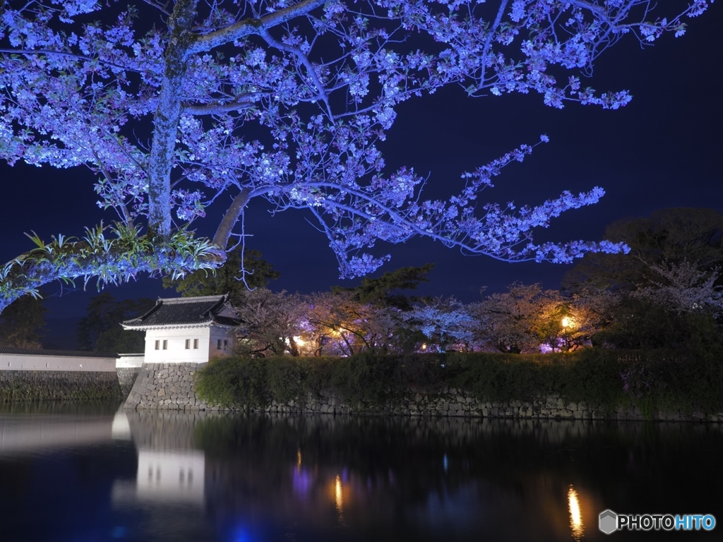 夜桜