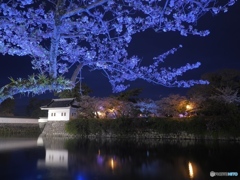 夜桜