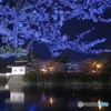 夜桜
