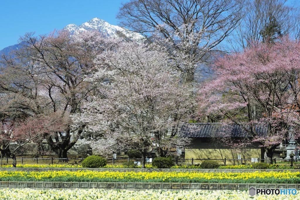 甲斐駒ヶ岳と春