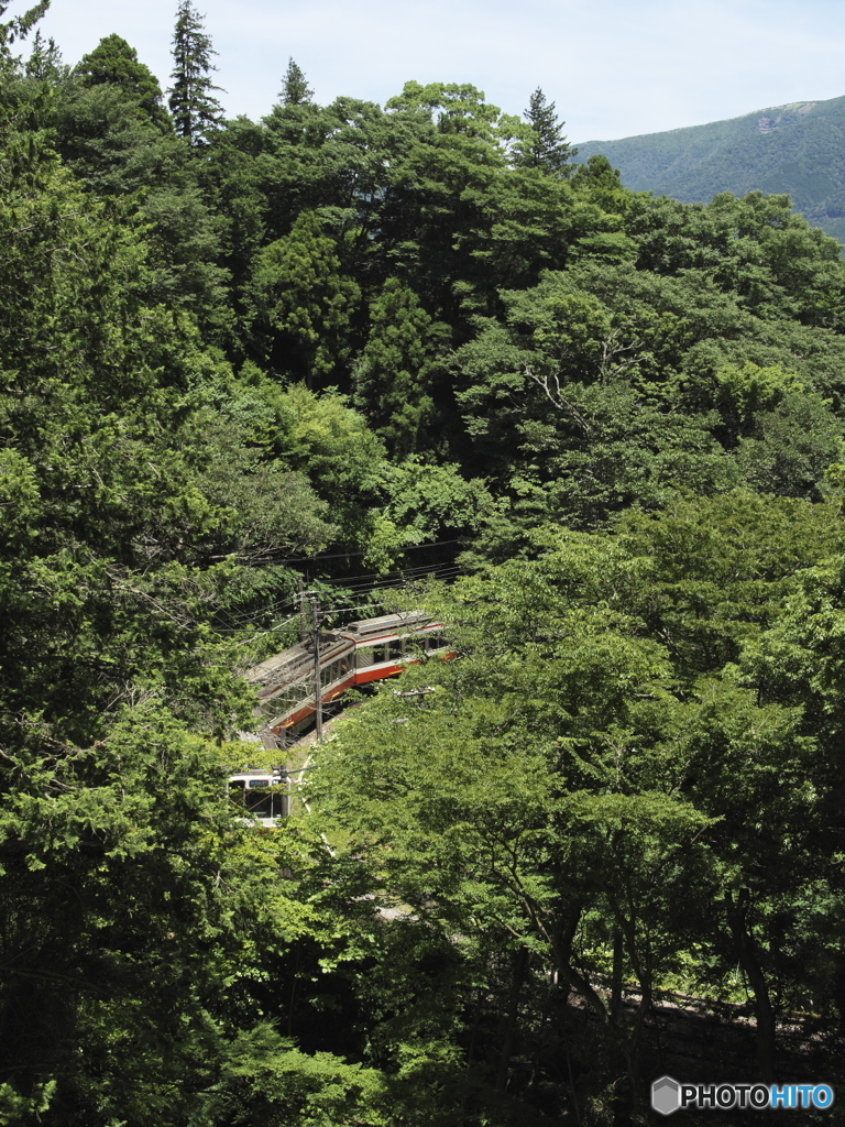 森の中を降る電車