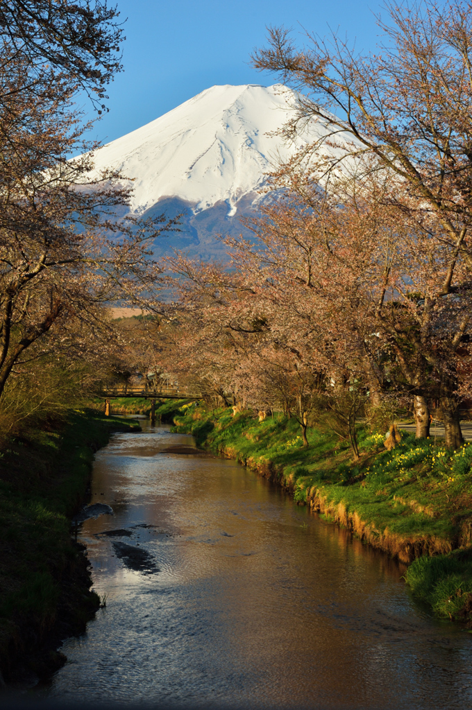 朝の忍野