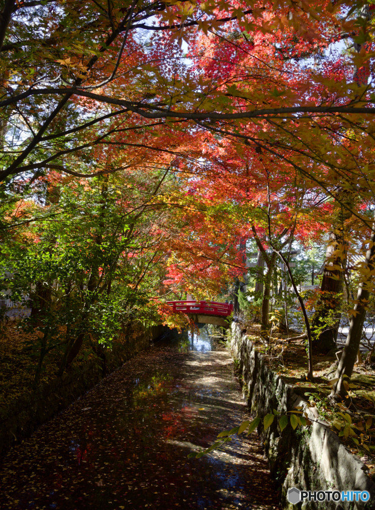 紅葉と用水路