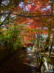 紅葉と用水路