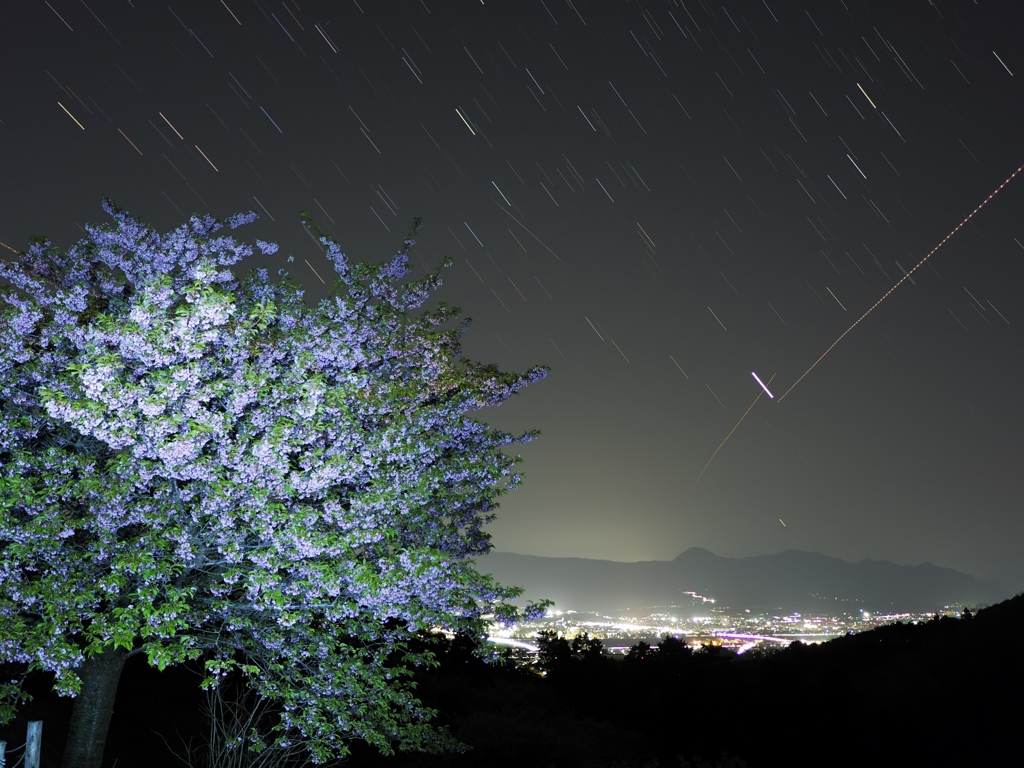 葉桜に夜景