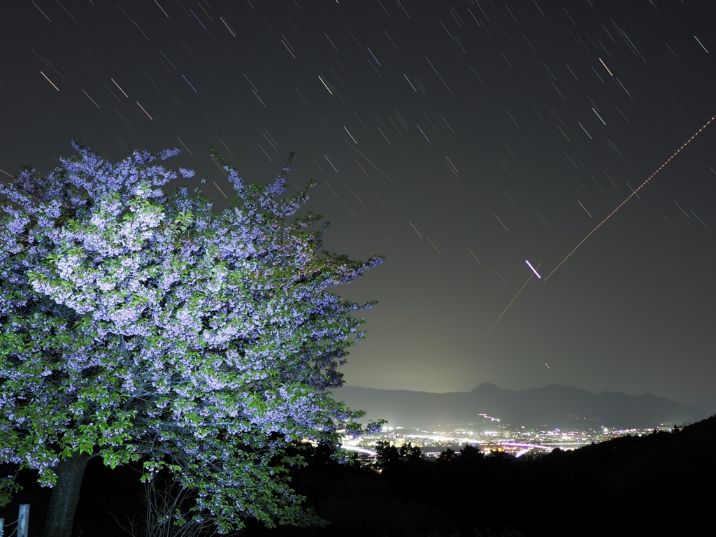 葉桜に夜景