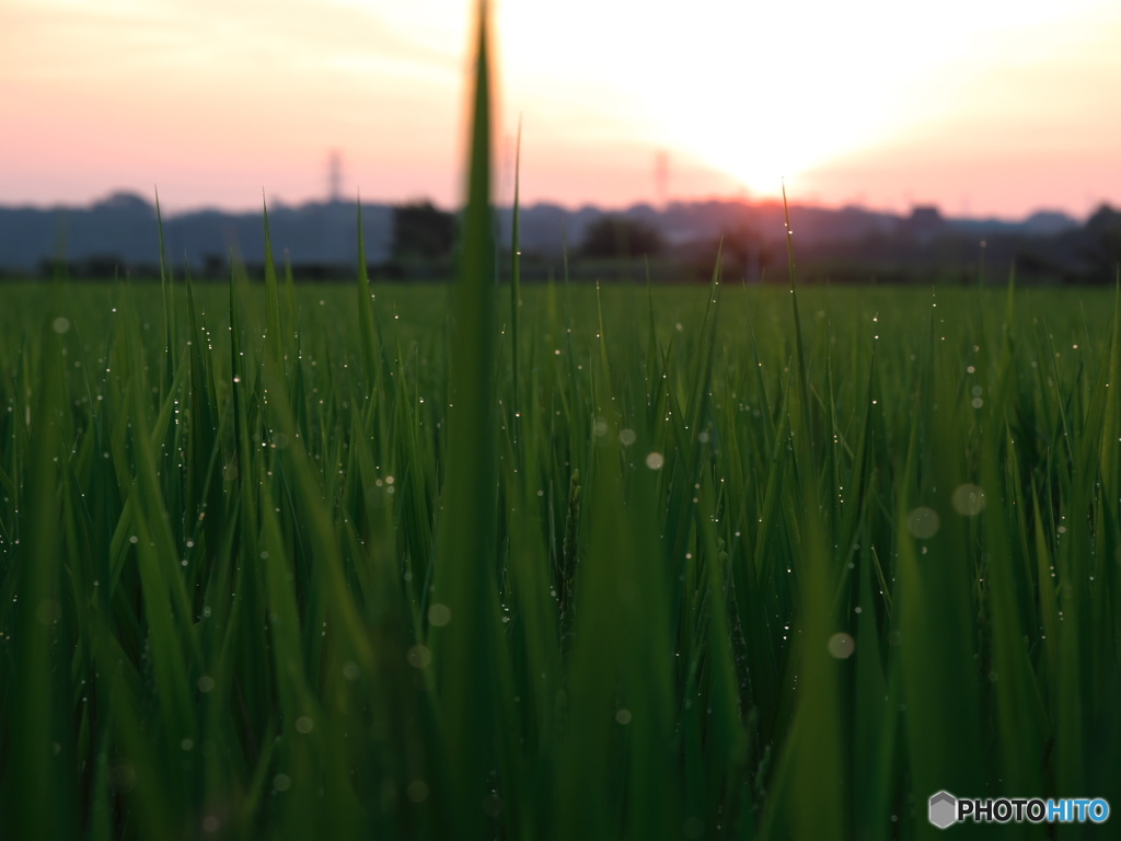 朝露の風景