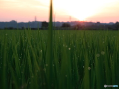 朝露の風景