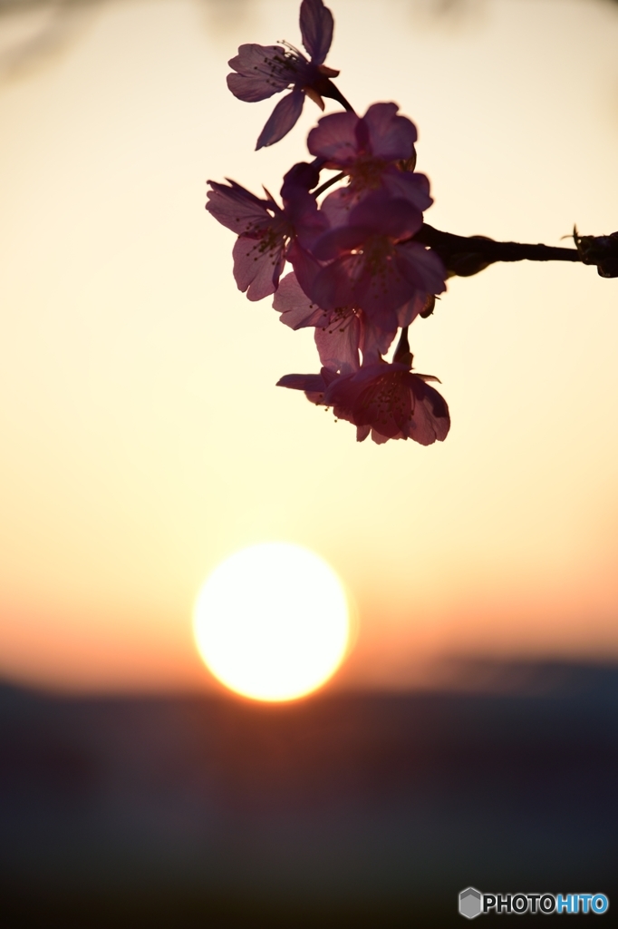 朝陽で桜