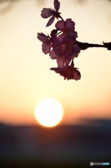 朝陽で桜