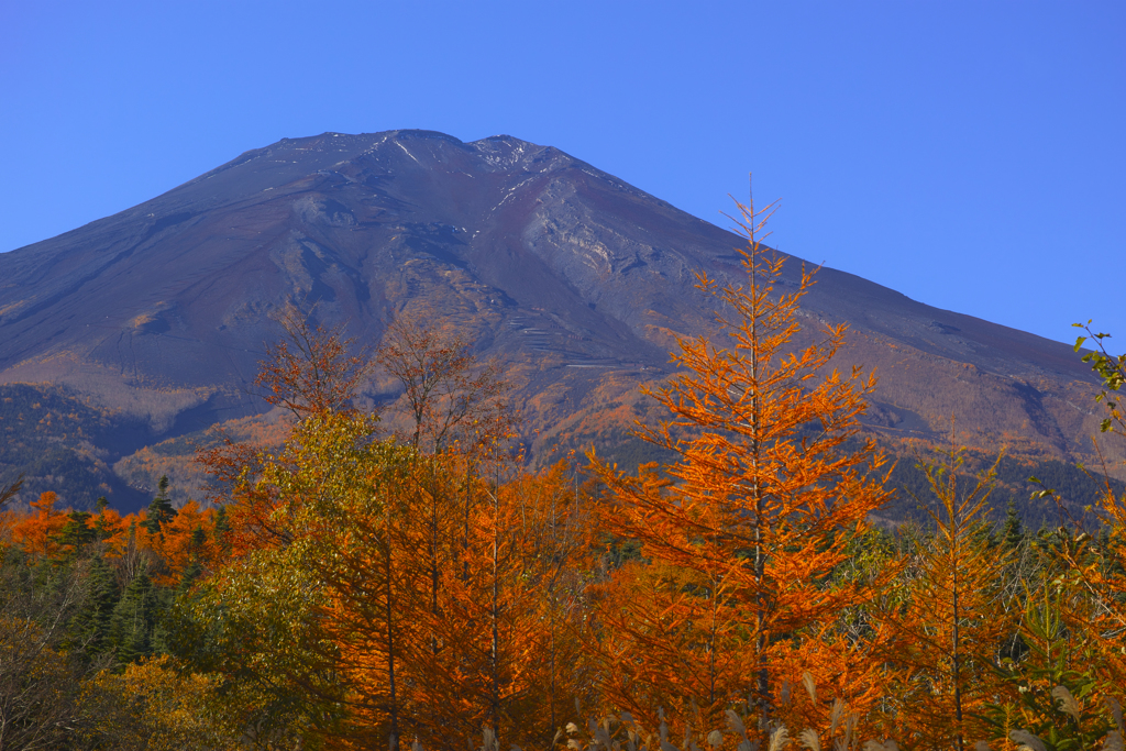 紅葉と富士