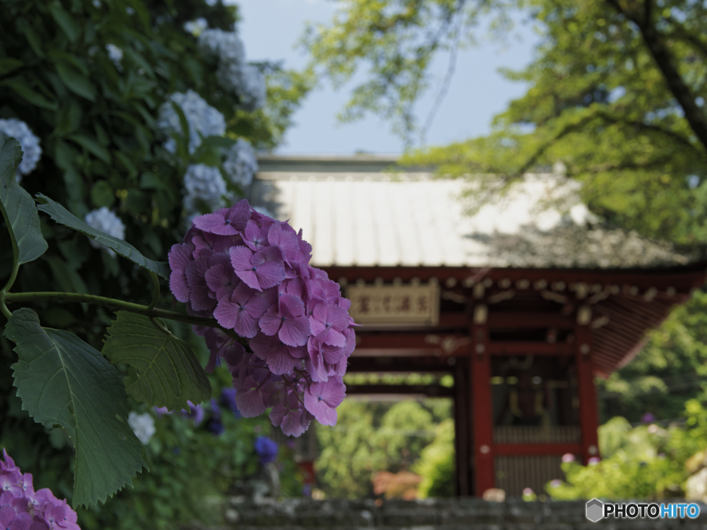仁王門と紫陽花