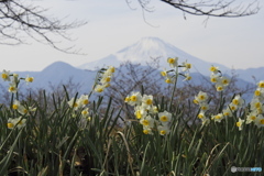 午後の水仙