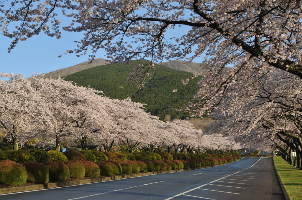 桜ロード