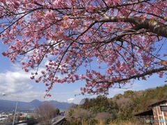 春満開
