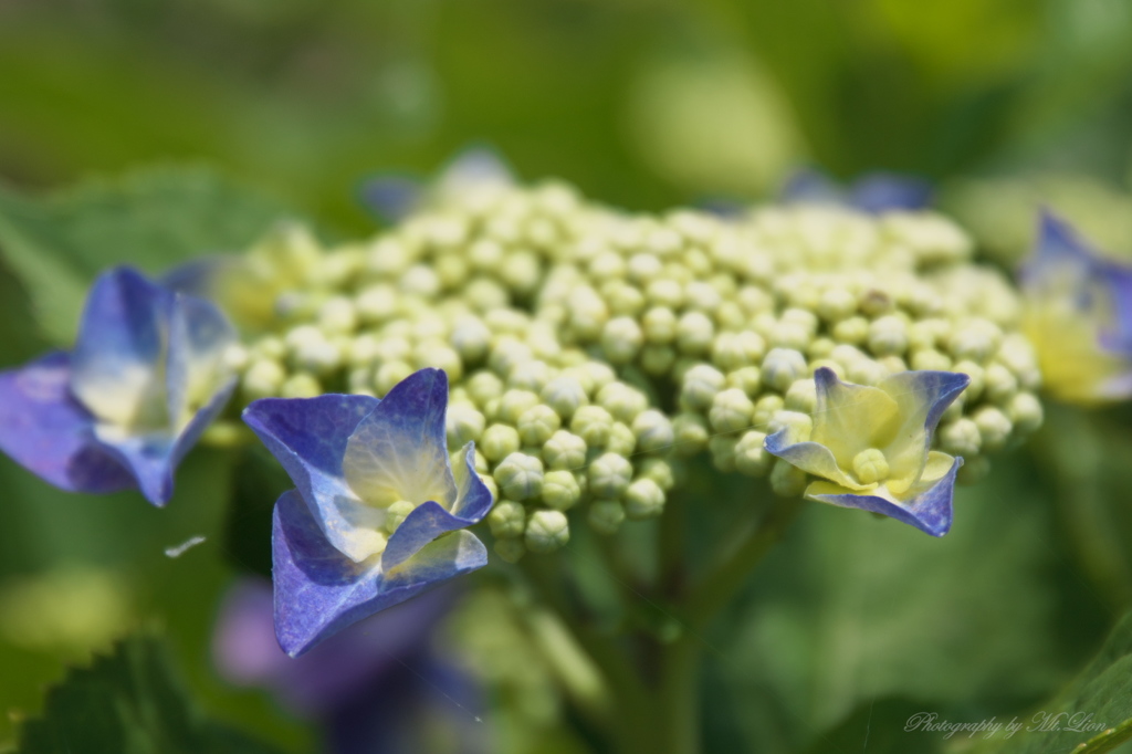 紫陽花