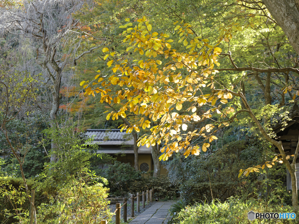 小判の輝き